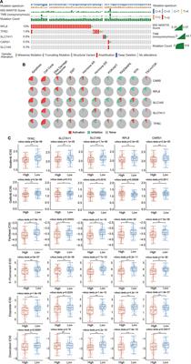 Development and Validation of a Novel Ferroptosis-Related Gene Signature for Prognosis and Immunotherapy in Hepatocellular Carcinoma